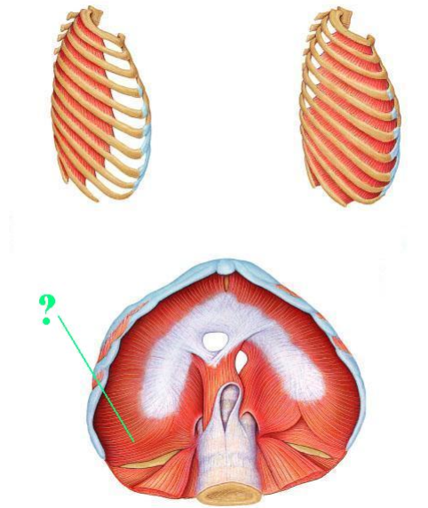 <p><span>Identify the indicated muscle.</span></p>