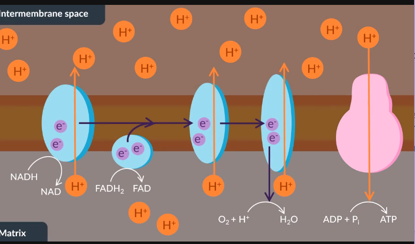 <p>NAD </p><p>FAD</p><p>phosphotelation </p><p>Pi</p><p>ATP </p><p>phosphorelation </p><p>30</p><p>fourth</p><p>aerodbic</p>