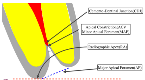 <p>cementodentinal junction (CDJ)</p>