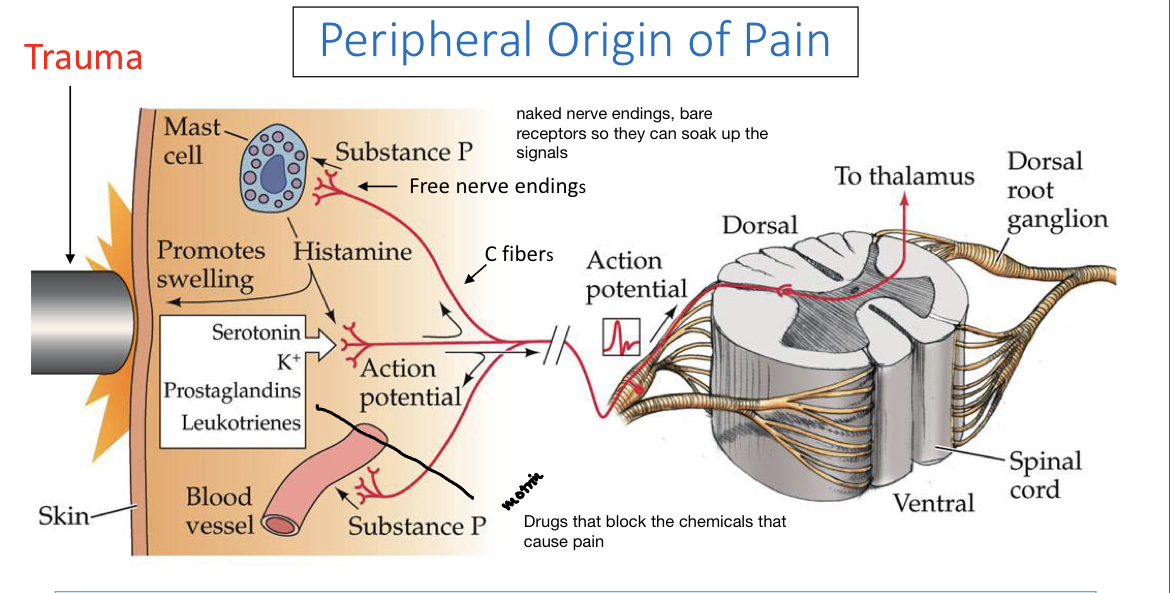 In the skin, have specialized receptors to respond to temperature change, chemicals, and tissue injury (especially substance P- a neurotransmitter)