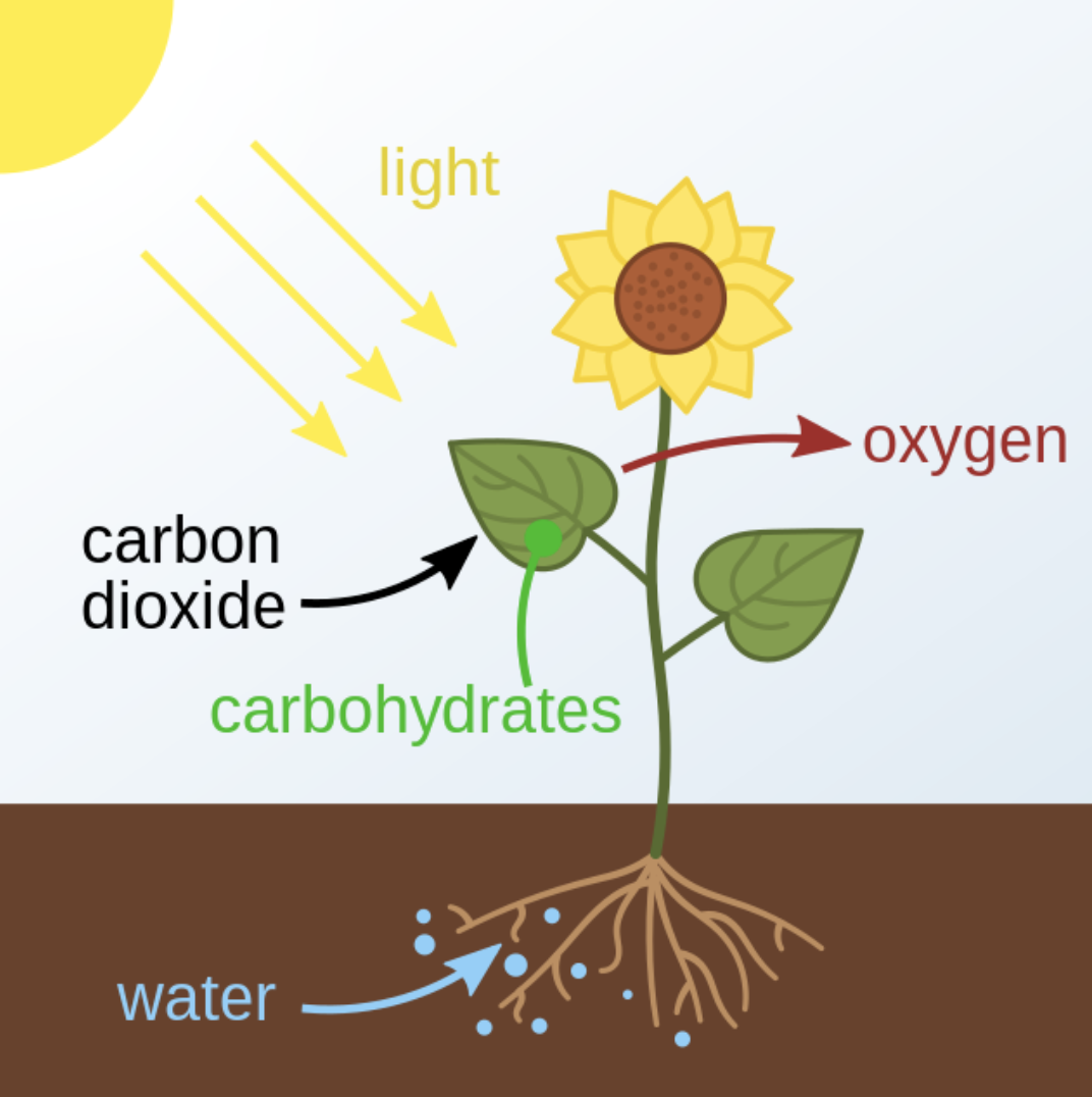<p>Photosynthesis is the chemical process used by plants to produce energy. The plant takes in Carbon dioxide and water, uses the energy of the sunlight, to produce Glucose and Oxygen.</p>