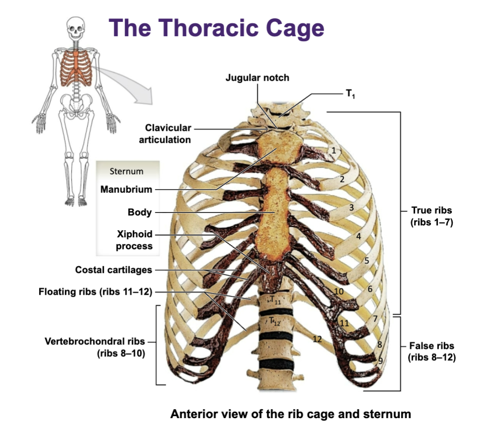 <p>Sternum - Consists of: </p>