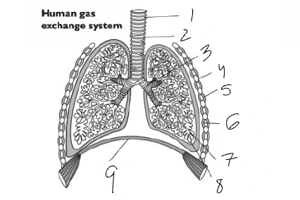 <p>What is <strong>4</strong>?</p>
