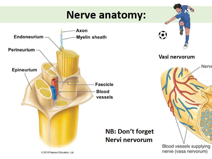 <p>nerve ageing: some generalities </p><ul><li><p>central - neuronal atrophy, loss of myelination, noisy processing and dopamine loss </p></li><li><p>peripheral - declined axon transport, axonal atrophy, myelin loss and impaired regeneration </p></li></ul><p></p>
