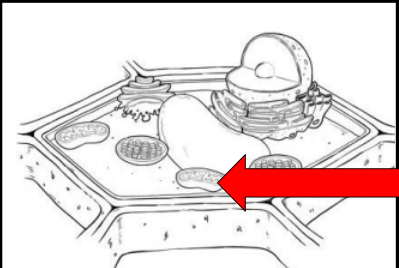 <p>Cellular Respiration </p>