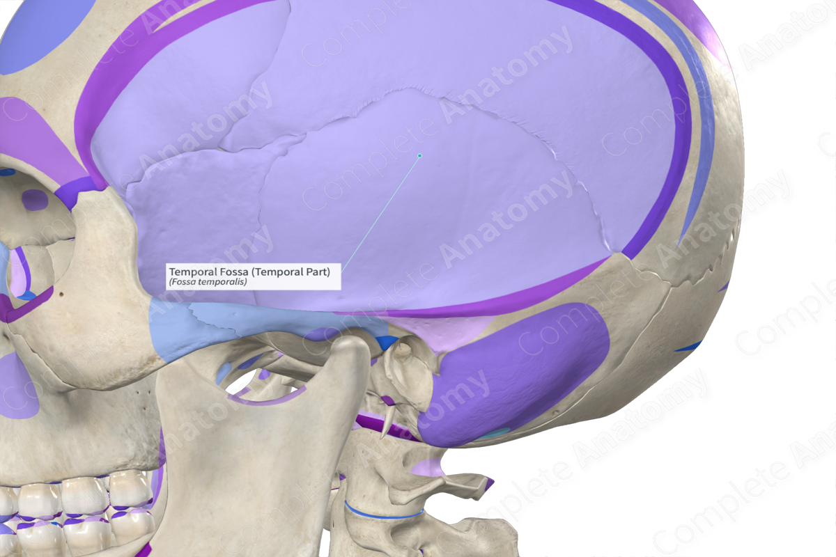 <p><strong>_____ Fossa</strong></p><p>It is located on the lateral side of the skull. It is bounded by the temporal lines and zygomatic arch</p>