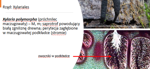 <p>Xylaria polymorpha (Perytecjum)</p><p>Gr.: ASCOMYCOTA – grzyby workowe</p><p>     Podgr.: PEZIZOMYCOTINA </p>