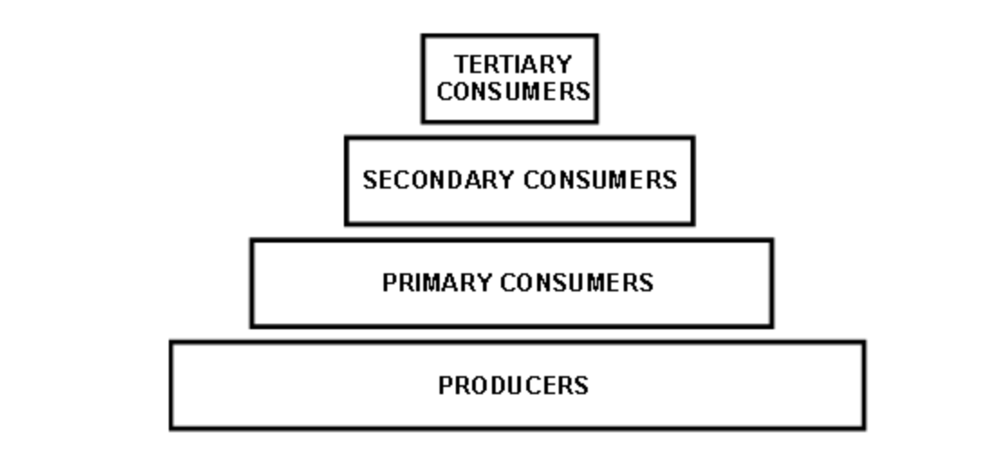 <p>An ecological pyramid is a type of graph that can represent the amount of biomass, the amount of energy, or the number of organisms at each trophic level in an ecosystem.</p><p></p><p>(photo)</p><p></p><p>If each block in the above diagram is proportional to the number of organisms that it represents, which of the following statements is true?</p>