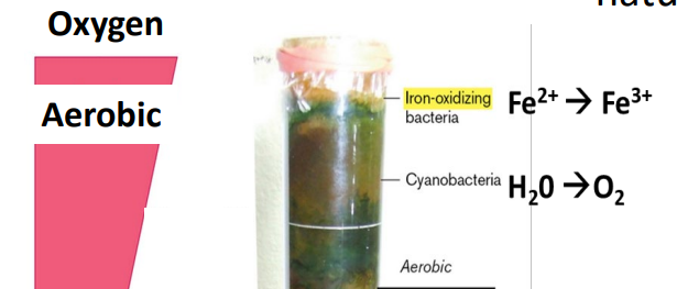 <p>H2O—&gt;O<sub>2</sub></p><ul><li><p>Aerobic</p></li></ul><p></p>