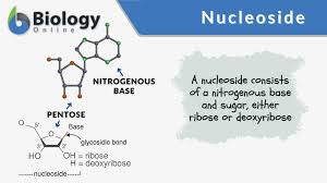 <p>nitrogenous base + sugar but no phosphate</p>