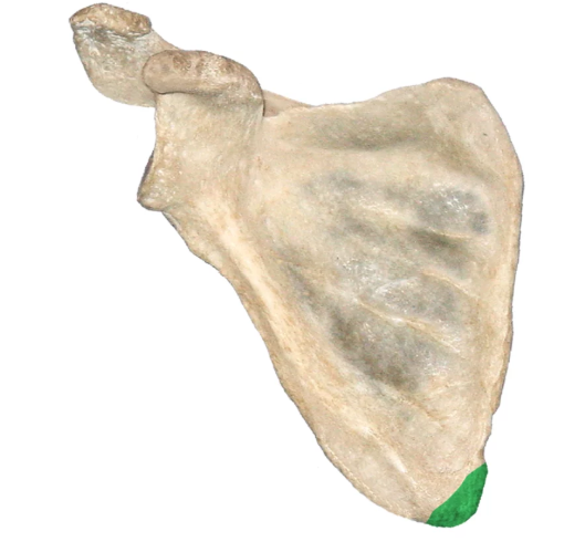 <p>Junction of medial and lateral scapular borders</p>