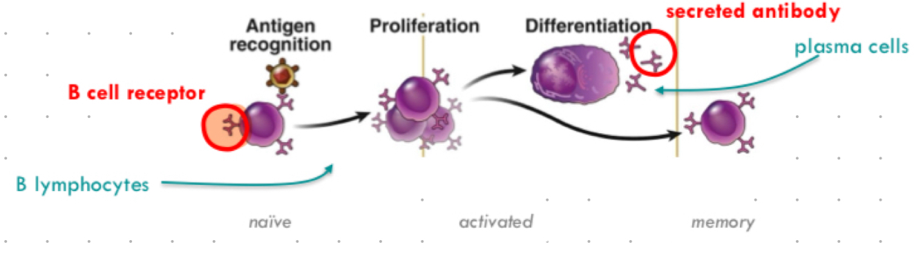 <p>begin life as a cell surface bound receptor (b cell receptor/BCR), also known as bound antibody</p>