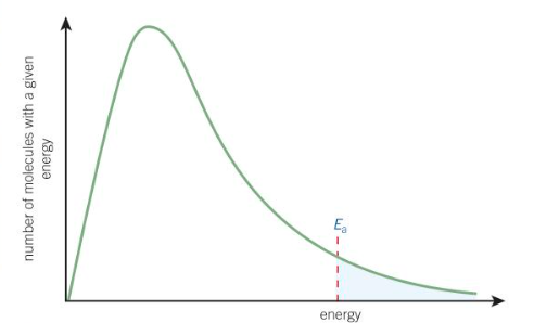<p>effect of temp on boltzmann distribution (think of graph)</p>