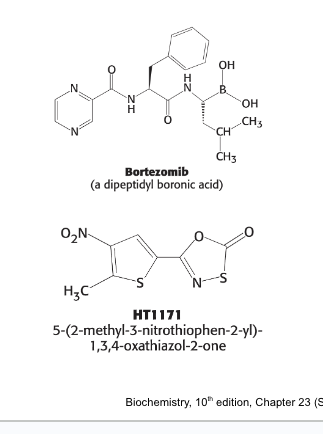 <p>biological function</p><ul><li><p>bortezomib (velcade) = dipeptidyl boronic acid <strong>inhibitor</strong> of the proteasome</p><ul><li><p>used as therapy for multiple myeloma</p></li></ul></li><li><p>degrons = used as regulatory mechanisms for protein expression</p></li><li><p>HT1171 = suicide <strong>inhibitor</strong> of the proteasome of M. tuberculosis</p><ul><li><p>has NO effect on human proteasomes</p></li></ul></li></ul><p></p>