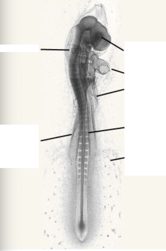 <p>label this picture with the corresponding structures. </p>
