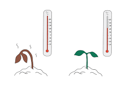 <ul><li><p>Is when plants are exposed to temperatures outside their optimal range, causing stress and potential damage. </p></li><li><p>Symptoms may include leaf curling, stunted growth, and increased susceptibility to disease. </p></li><li><p>To fix this, monitor the temperature, move plants indoors or adjust their environment to maintain the ideal temperature range. </p></li></ul><p></p>