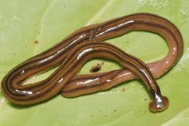 <p>Why are flat worms important?</p>