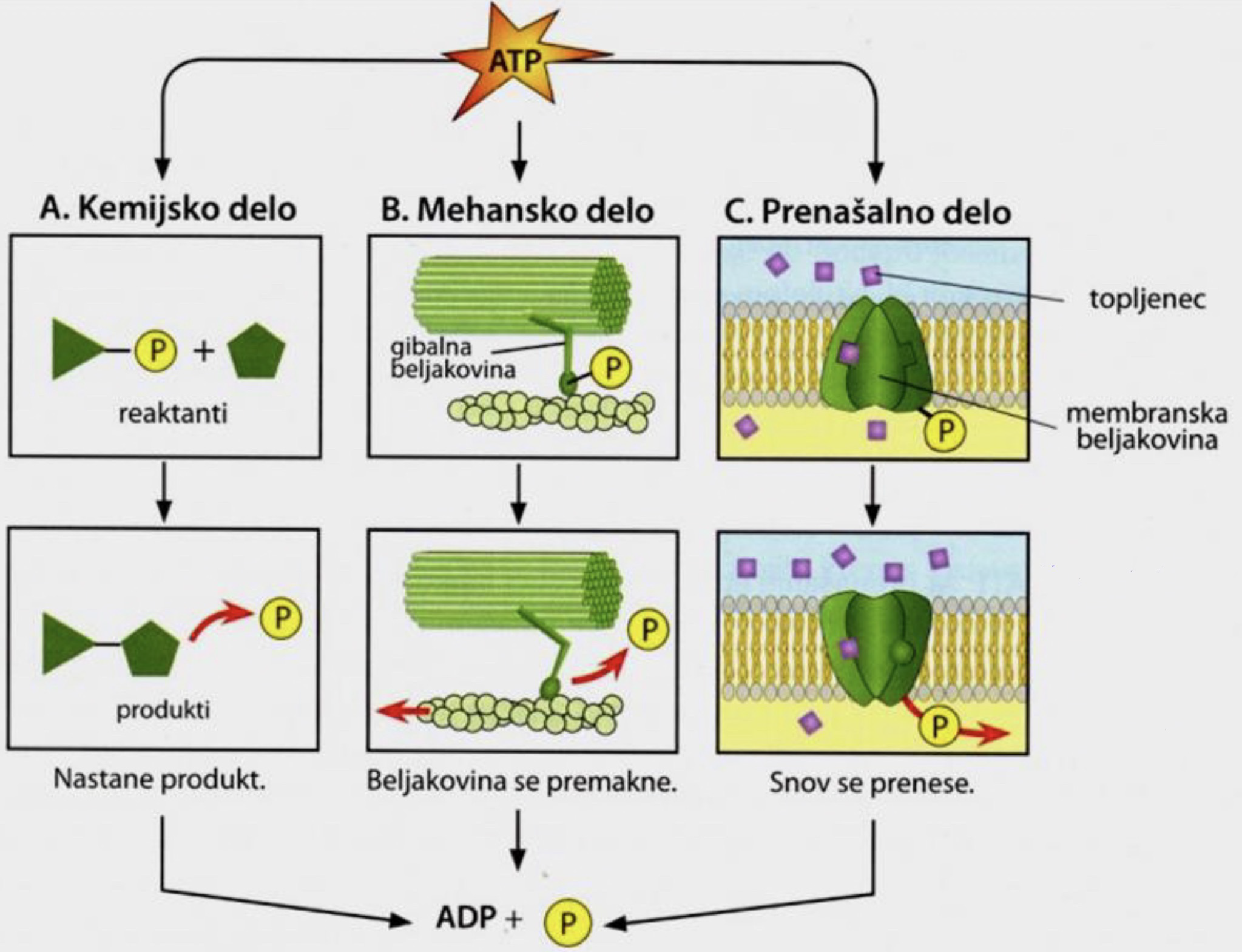 <ol><li><p>Trki med molekulami povzročijo razpad ATP ter prenos fosfata na motorično beljakovino.</p></li><li><p>Pri prenosu fosfata se sprosti energija, ki spremeni obliko beljakovine: ročica beljakovine se premakne, energija se torej porabi za celično delo.</p></li><li><p>Fosfat se odcepi, ročica beljakovine se povrne v prvotno stanje.</p></li></ol>