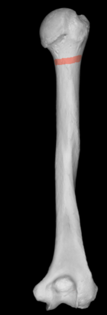 <p>below tubercles</p>