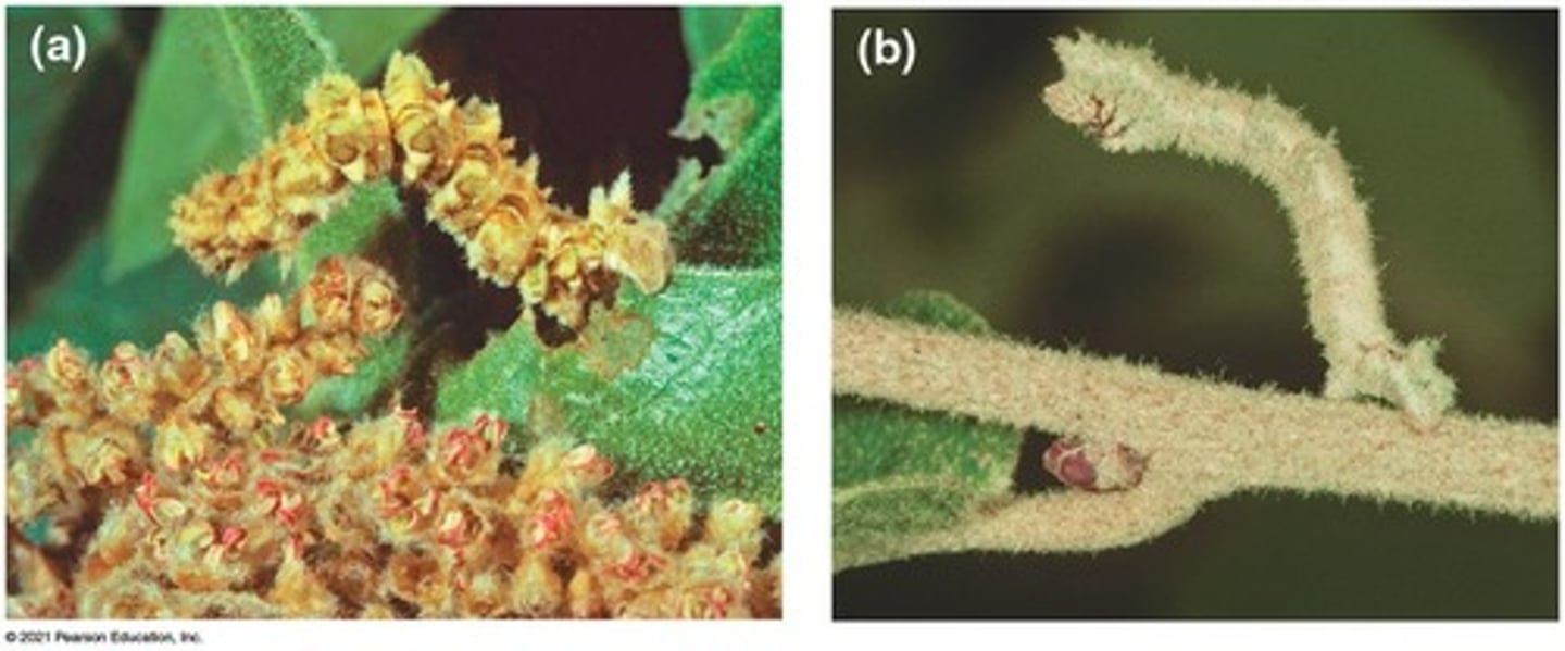 <p>Gregor Mendel, through his experiments with pea plants.</p>