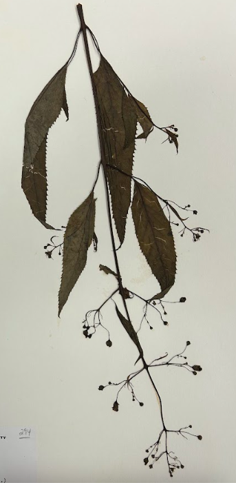 <p>Family + Genus?</p>