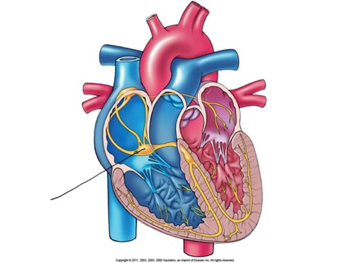 <p>a clump of myocardial cells located in the inferior portion of the right atrium within the atrioventricular septum; receives the impulse from the SA node, pauses, and then transmits it into specialized conducting cells within the interventricular septum (atrioventricular node)</p>