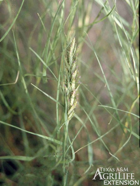Longevity: Perennial

Season of Growth: Warm

Origin: Native

Economic Value

Wildlife: Poor

Grazing: Fair