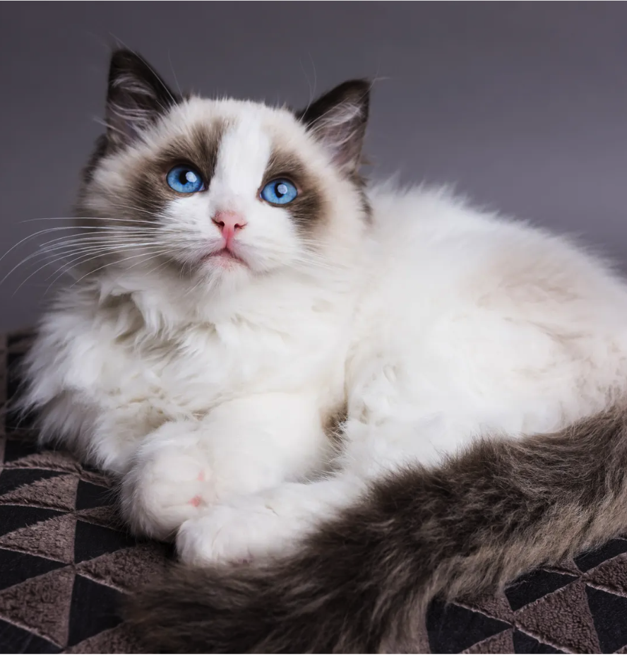 <p><span style="font-family: "Calisto MT";"><span> een grote en gespierde, maar zeer elegante kat</span></span></p>