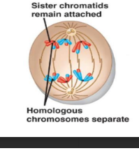 <ol><li><p>The homologous chromosomes separate from each other (but the sister chromatids are still together in this phase.</p></li><li><p>The chromosome numbers are reduced from 2n to n.</p></li></ol><p></p>