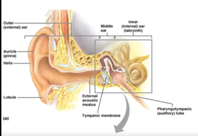 <p>What are the 7 main parts of ear?</p>