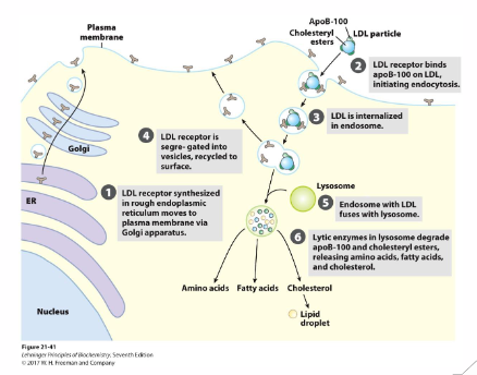 <p>- Cholesterol within LDL is absorbed by via the LDL receptor</p><p>- Regulation of LDL Receptor: high intracellular cholesterol levels, inhibit transcription LDLR gene, Decreased LDL receptor protein, Decreased cholesterol uptake</p><p>- Cells import cholesterol appropriate to requirements</p><p></p><p>- even hypothyroidism decreases activity of receptor</p><p>- detection of the LDL begins the receptor mediated endocytosis of LDL into the cell</p><p>- high intracellular cholesterol levels inhibits transcription LDLR gene, which means that there are less LDL recptor protein on membrane, hence decreased cholesterol uptake</p>