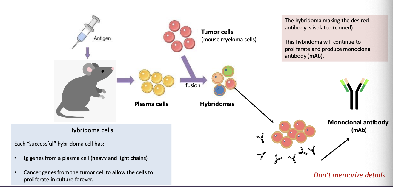 <p>hybridomas (fusion of plasma and tumor cells that make desired antibody) </p><p>Ig genes from plasma + cancer gene allows indefinite proliferation to produce monoclonal antibody (mAb)</p>