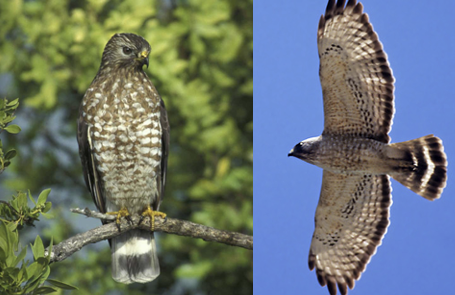 <p>What Bird is this?</p>
