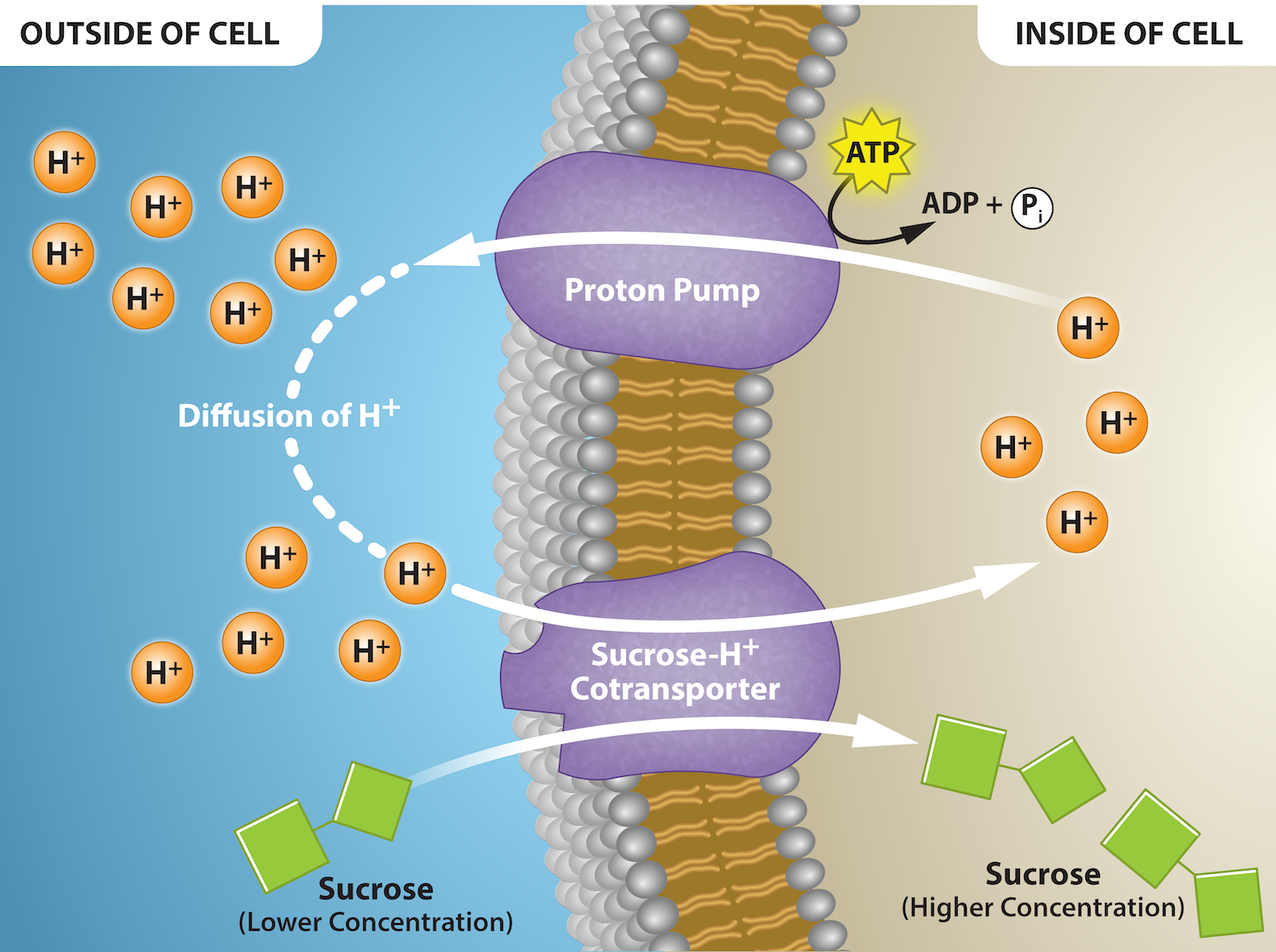 <ol><li><p>Specific solute binds to protein pump</p></li><li><p>hydrolysis of atp causes shape change in protein pump.</p></li><li><p>solute molecule moves across membrane to area of high concentration.</p></li></ol><p></p>