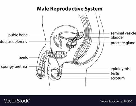 <p>Bladder, urethra, penis, scrotum, testis, sperm tube, prostate gland</p>
