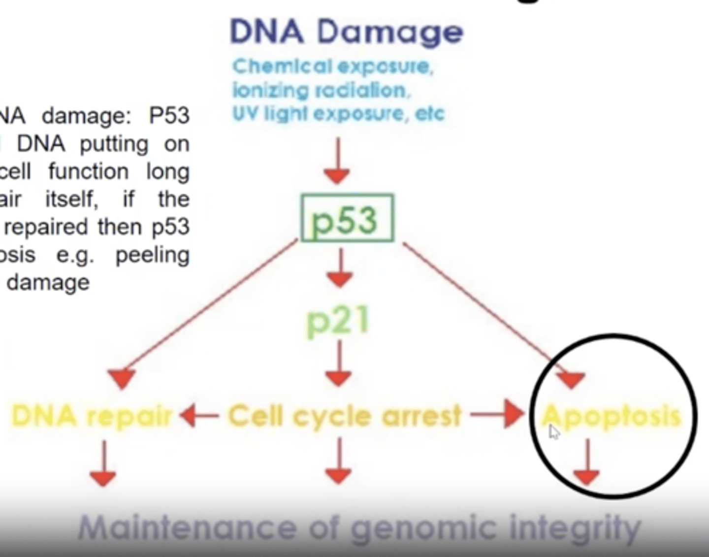 <p>- Acts as a brake for the cell cycle if DNA damage is detected.</p><p>- Can increase the expression of genes involved in DNA repair pathways.</p><p>- Can induce apoptosis of cells is damage is too great.</p>