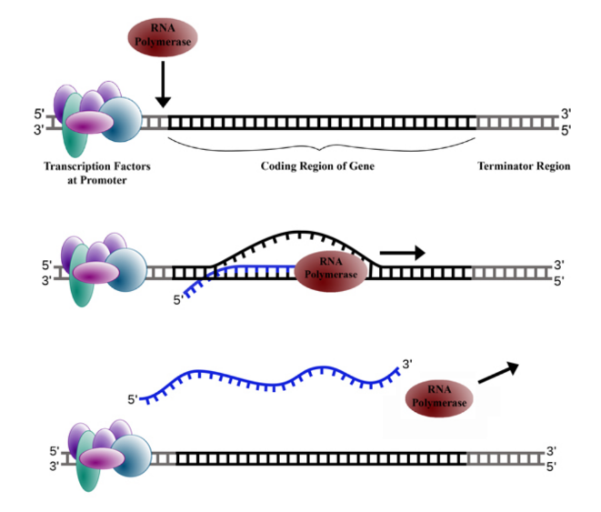 <ul><li><p>RNA polymerase attaches to the promoter on the Anti-Sense or Template strand and separates the DNA strands.</p></li><li><p>It then moves along the DNA in the 3&apos; to 5&apos; direction, pairing up RNA nucleotides with their DNA complements and adding them to the 3’ end of the growing RNA molecule.</p></li><li><p>Once RNA polymerase has gone past the terminator, the enzyme releases the completed mRNA and detaches from the DNA.</p></li></ul>