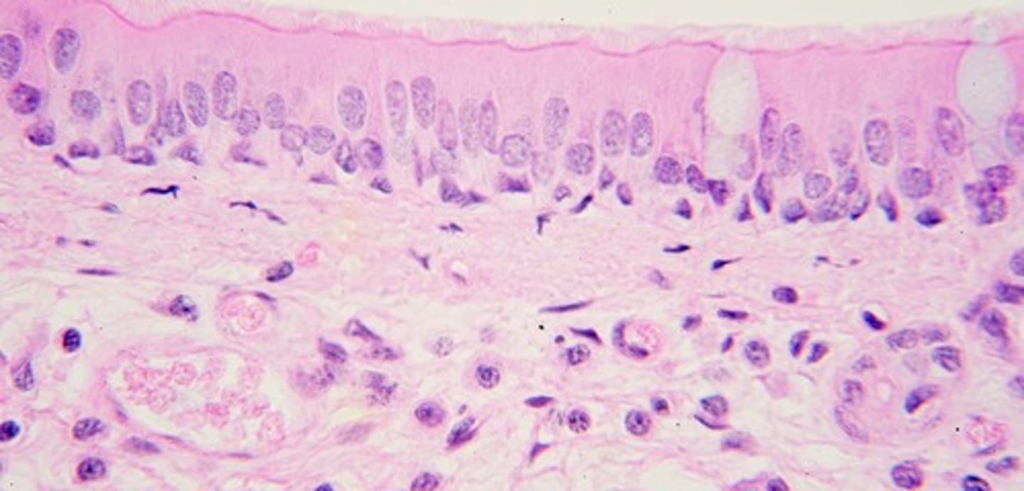 <p>Found in high abrasion areas like vocal cords.</p>