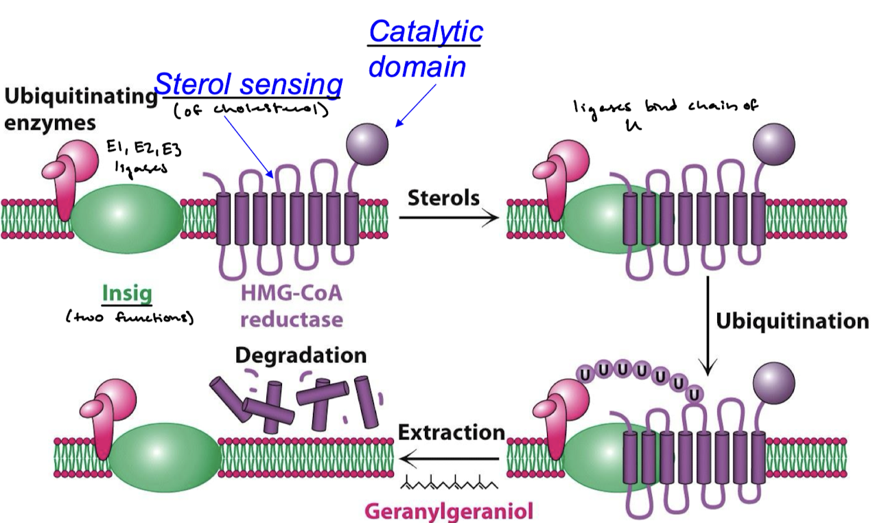 <p>When stabilized by sterol binding, Insig binds HMG-CoA reductase. With ubiquitinating enzymes, Insig promotes the degradation. </p>