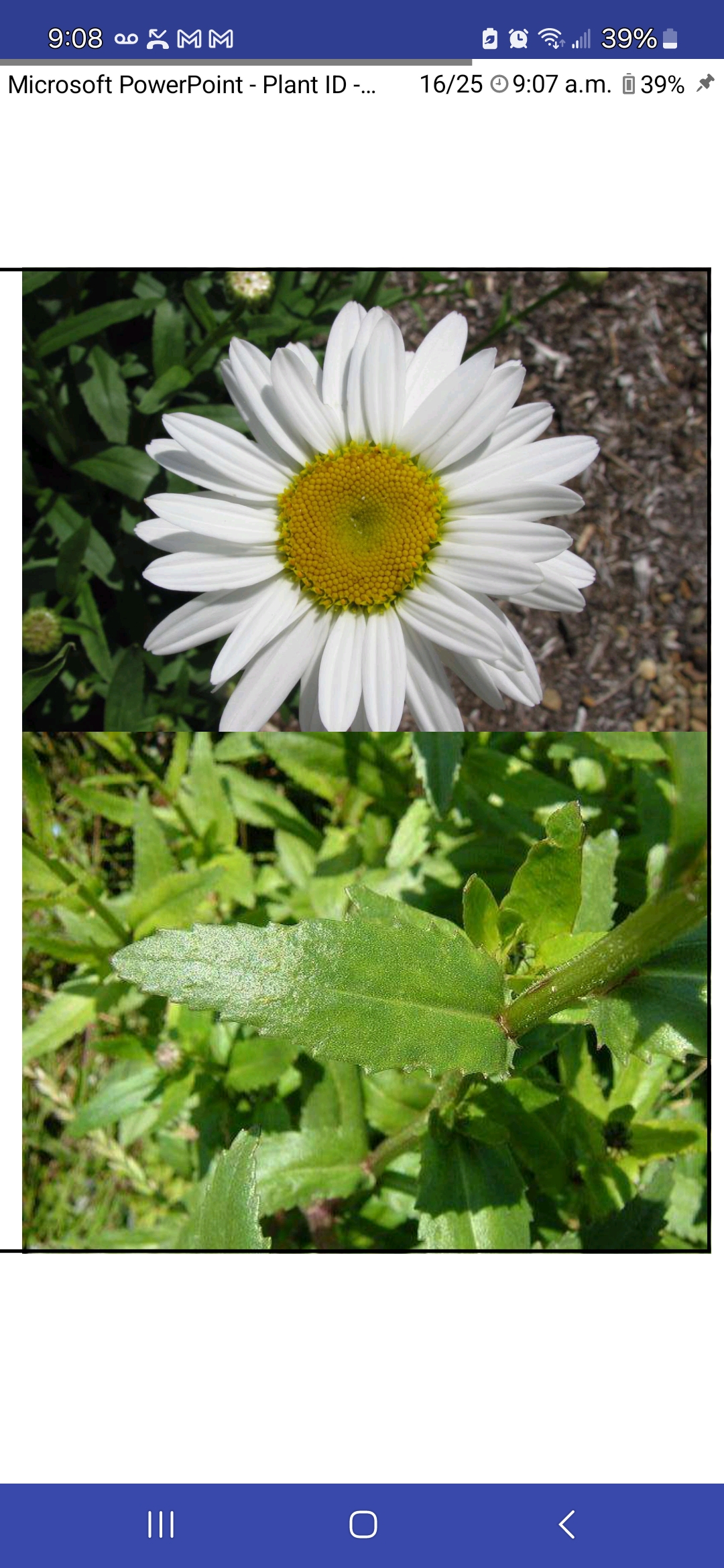 <p>Leucanthemum x superbum, Asteraceae</p>