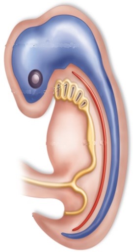 <p>In this image what color is the notochord</p>