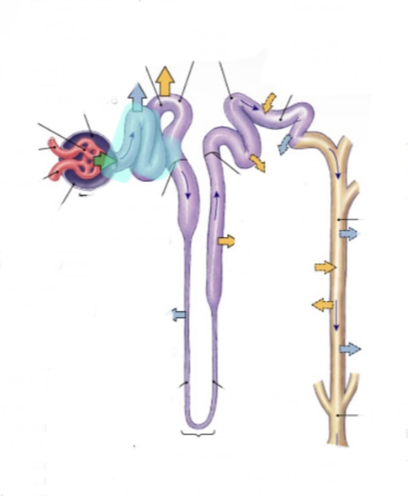 Closest to snake head 