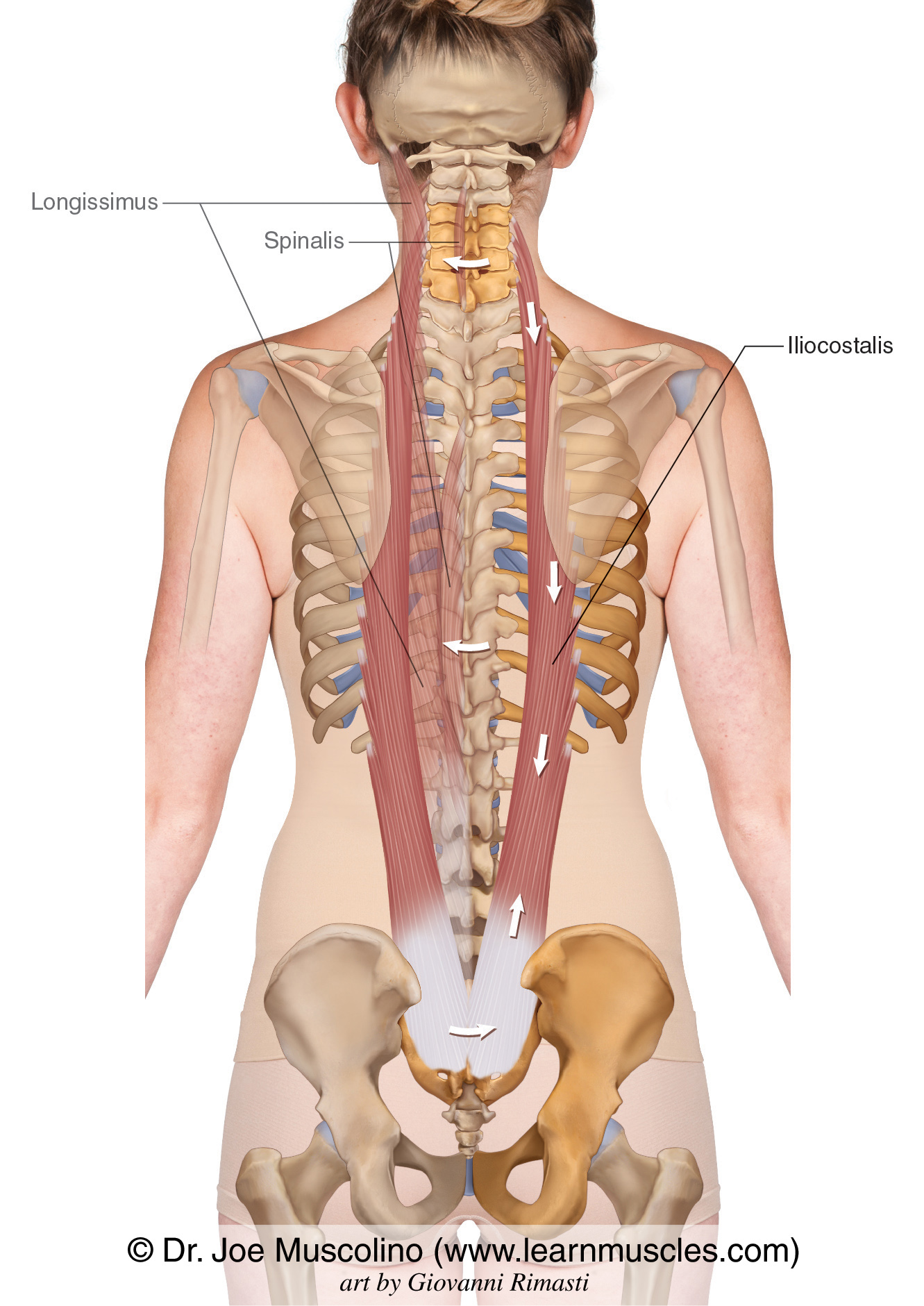 <p>intermediate deep back: erector spinae</p><p>most lat</p><p>3 dif segments: cervicis thoracis lumborum</p><p>extension</p>