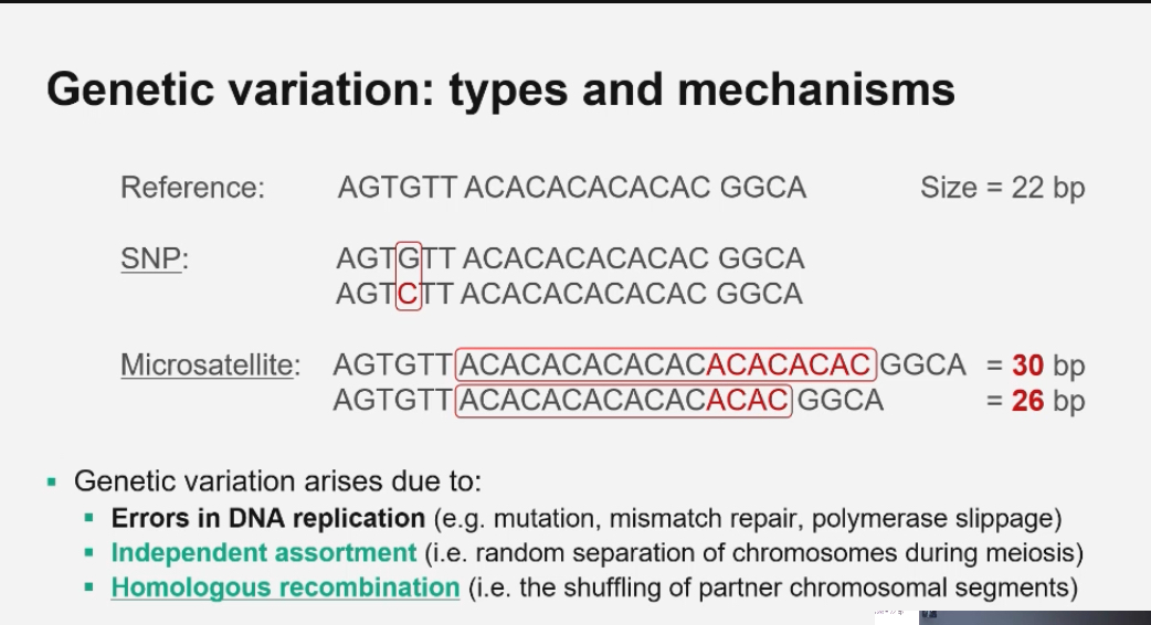 <p><span>Differences in DNA sequences between individuals in a population. They can be inherited or arise from environmental causes (e.g. radiation, drugs).</span></p><p></p><p>Effects:</p><p><span>Alters protein function (e.g. missense mutations)</span></p><p class="p1"><span>Affects gene regulation (when/where/how a gene is expressed)</span></p><p class="p1"><span>Influences phenotype (observable traits and disease risk)</span></p><p class="p1"><span>Can also be silent (no effect on phenotype)</span></p>