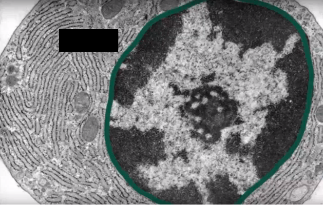 <p>Identify the specific structure</p>