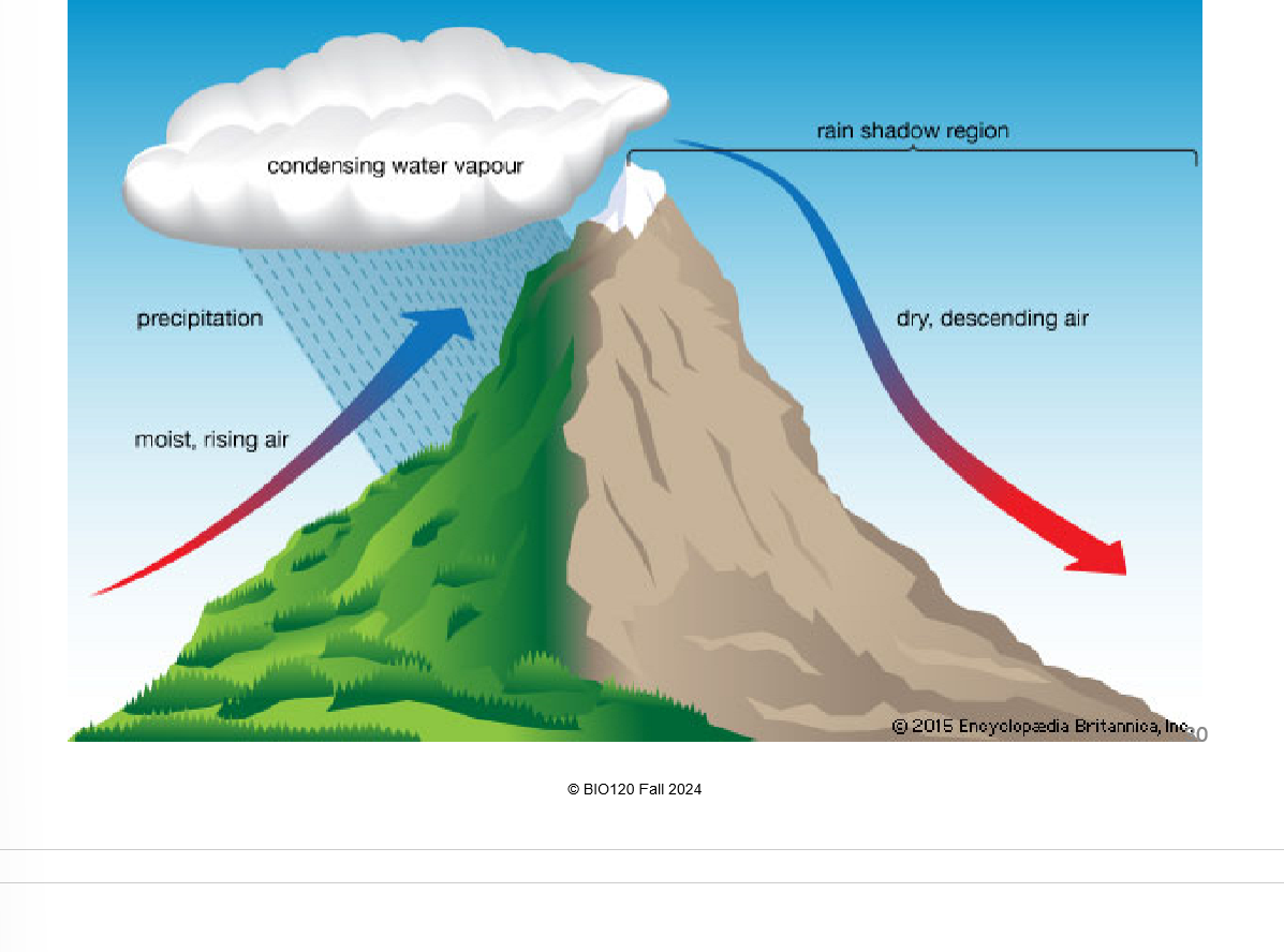<p>Evaporation causes moist air to rise → Undergoes cooling as it rises, thus precipitating on upper windward slopes (<strong>orthographic precipitation</strong>) → as a result of this, rain shadows form with little rainfall on leeward sides</p>