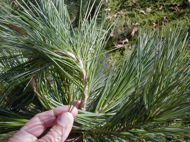 <p>5 needles in a bundle, but bendy. Branches point upwards</p>