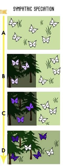 <p>Speciation occurring while still inhabiting the same geographic region as the ancestral species, usually because of the exploding a new niche</p>