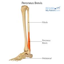 <p>Peroneus brevis insertion</p>