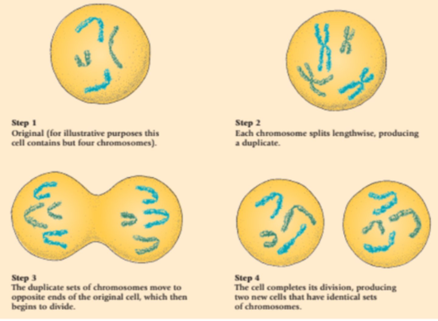 <p>the process in which a cell duplicates its chromosomes and then divides into two genetically identical daughter cells</p>